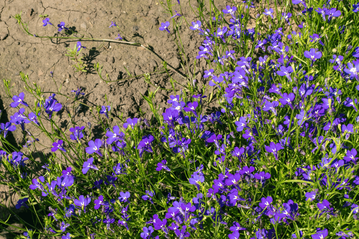 Lobelia (Lobelia erinus) .png